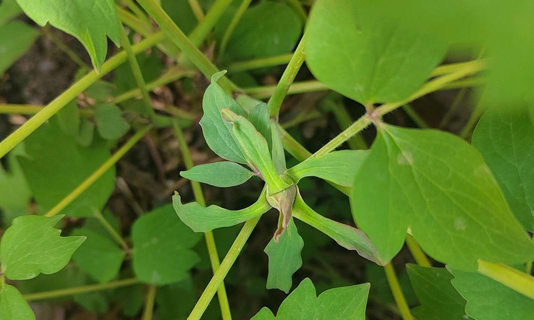 牡丹花不开花怎么办？