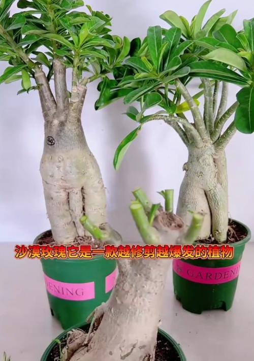 玫瑰花修剪的最佳时机是什么时候？