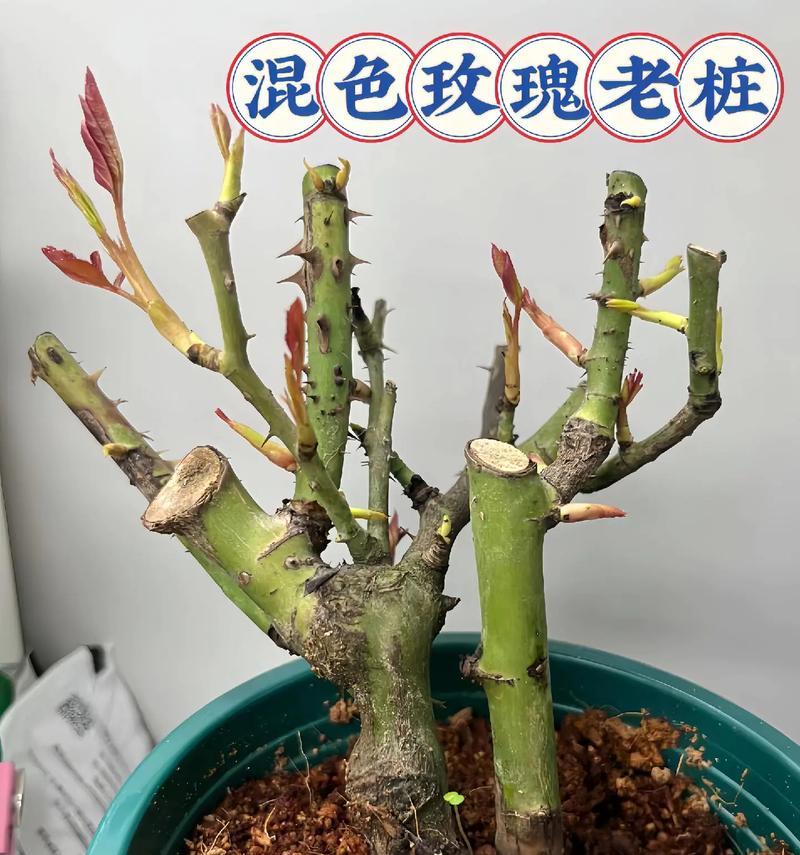 玫瑰花修剪的最佳时机是什么时候？