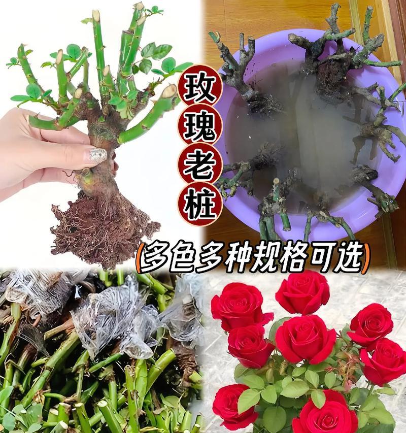 玫瑰花的养殖技巧有哪些？