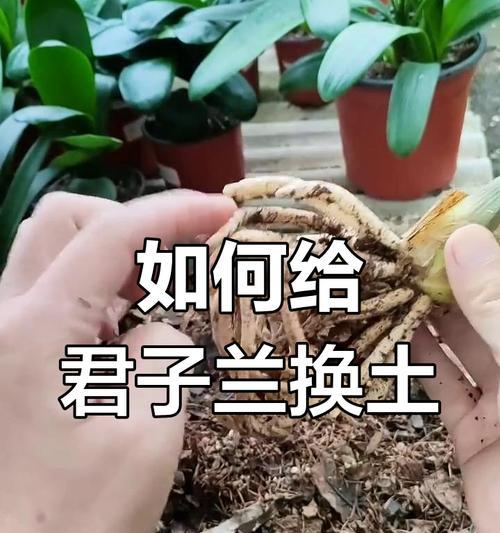 君子兰的正确养护方法是什么？