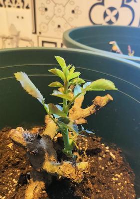 玫瑰花修剪的最佳时机是什么时候？剪枝后如何促进新芽生长？