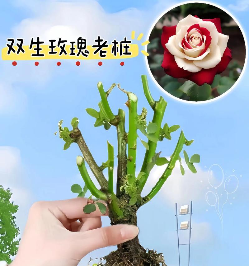 玫瑰花快速生长的秘诀是什么？