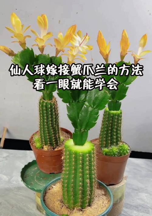 仙人球授粉方法是什么？