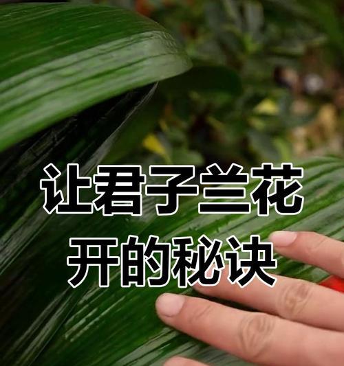 君子兰不开花的解决方法是什么？