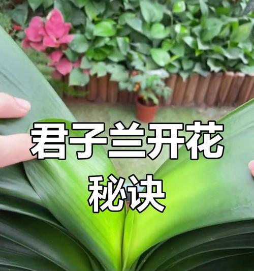 君子兰不开花的解决方法是什么？