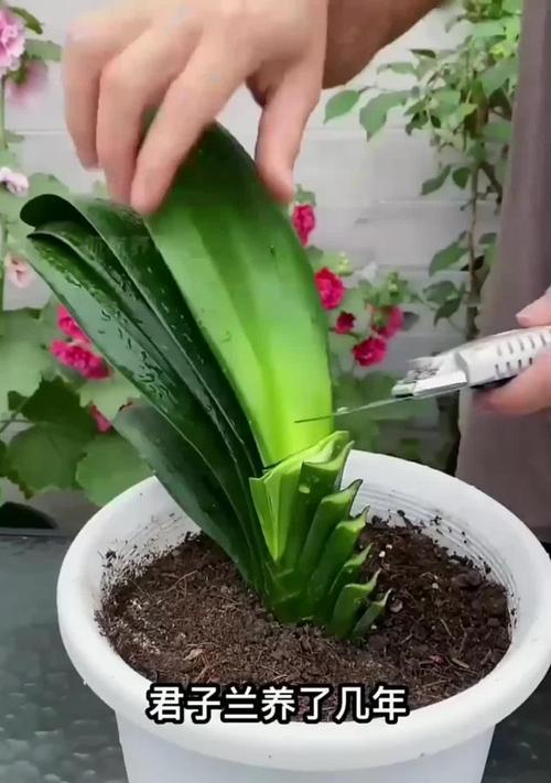 君子兰不开花的解决方法是什么？