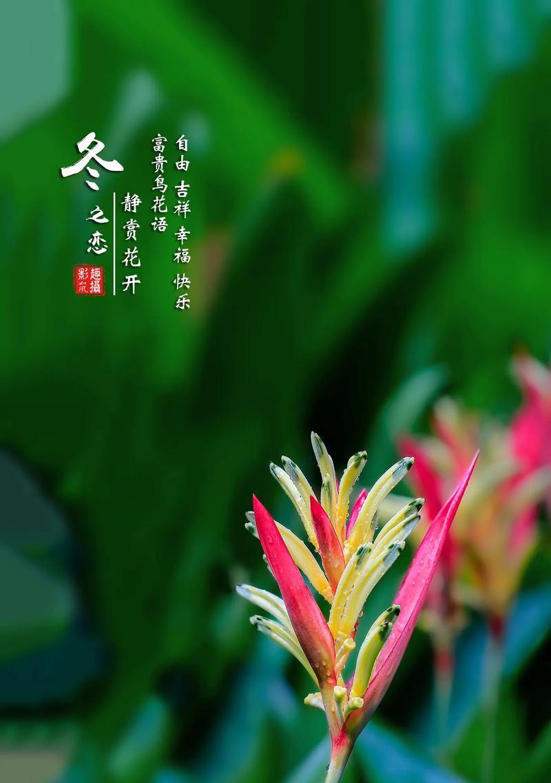 哪种花代表开心和快乐？它的花语是什么？
