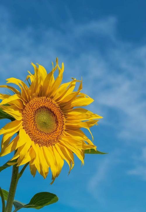 哪种花代表开心和快乐？它的花语是什么？