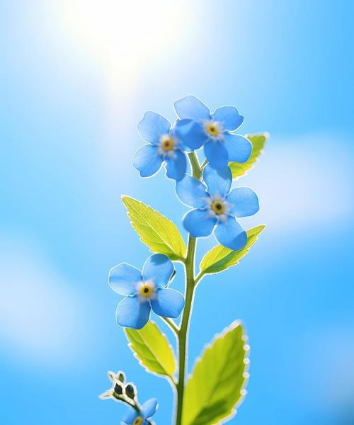 星辰花象征着什么？花语中蕴含的寓意是什么？