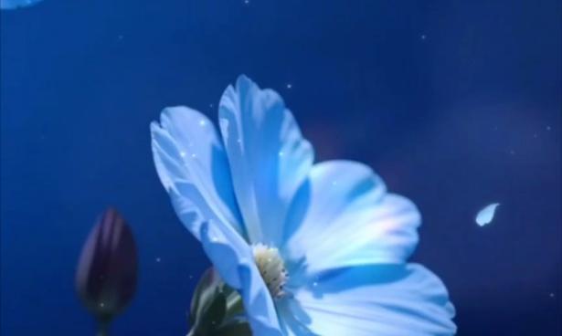 星辰花象征着什么？花语中蕴含的寓意是什么？