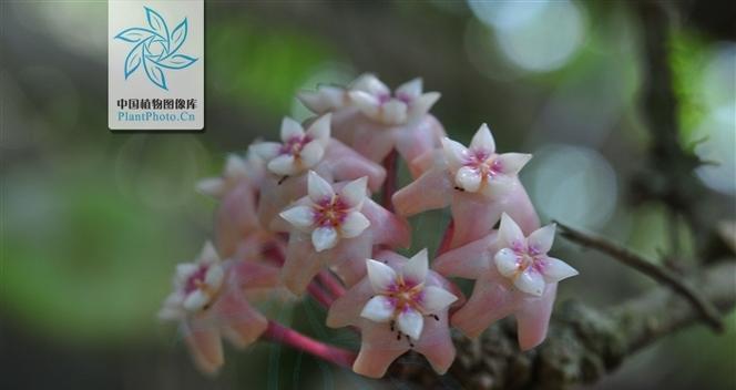 铁丝球花象征着什么？