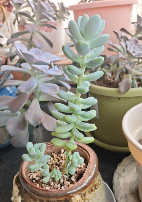 多肉各种绿植花语是什么？多肉植物有哪些特别的寓意？