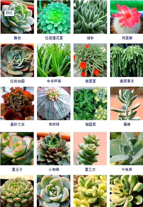 多肉各种绿植花语是什么？多肉植物有哪些特别的寓意？