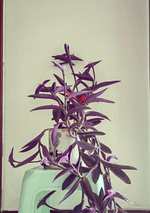 紫竹梅的花语和寓意有何深意？它通常用来表达什么？