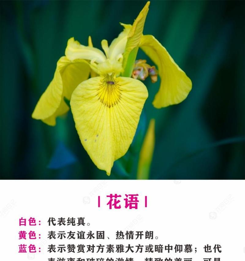 黄花鸢尾的花语具体是什么？