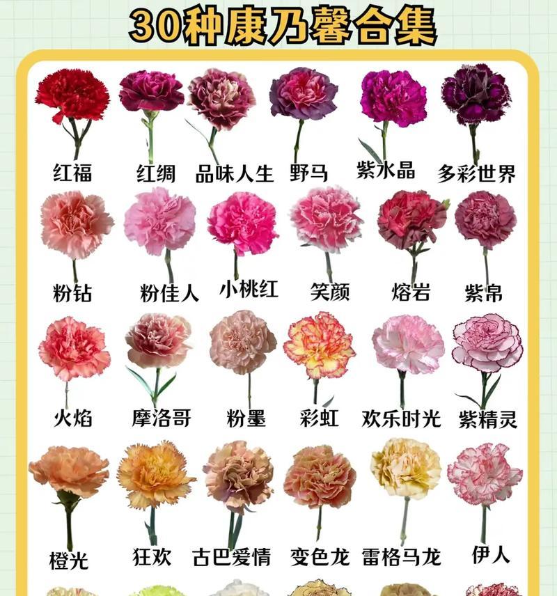 妇女节做玫瑰花礼物送什么？小心思的花语又是什么意思？