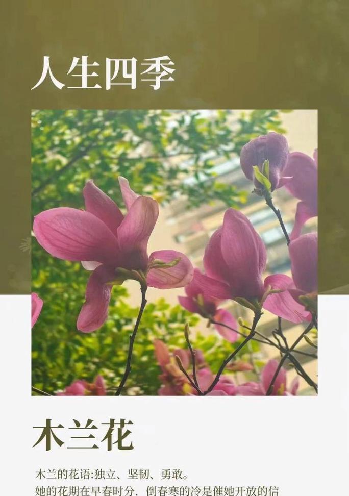 美丽花语的含义是什么？为何人间容不得？