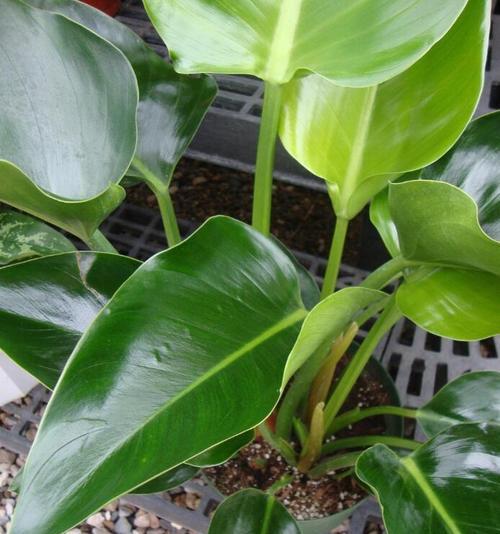 金钻植物的花语是什么？它象征着什么？