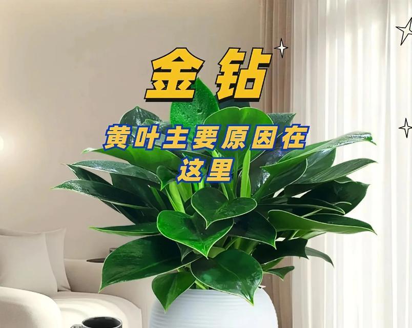 金钻植物的花语是什么？它象征着什么？