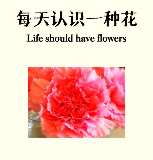 12朵康乃馨代表的花语是什么？