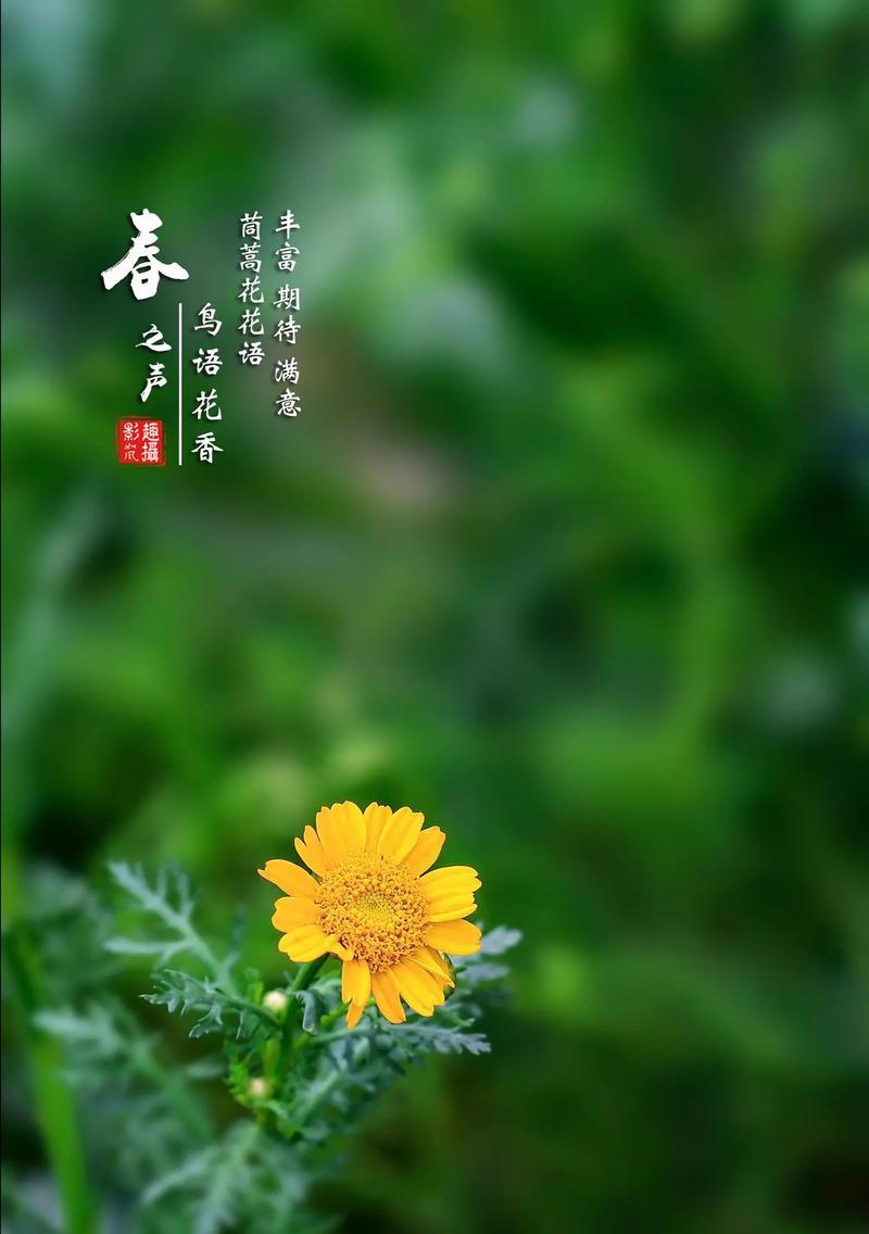 满意星星花的花语代表什么？满意星星有何寓意？
