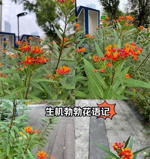 野花与蔷薇花语有何不同？它代表了什么？