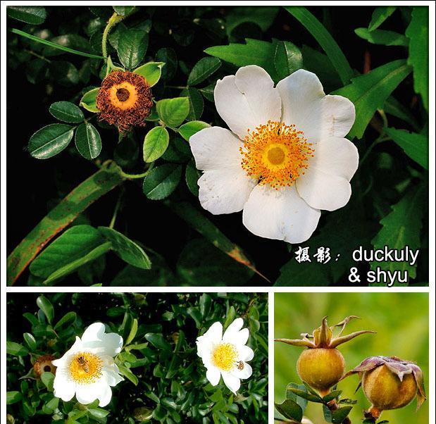 野花与蔷薇花语有何不同？它代表了什么？