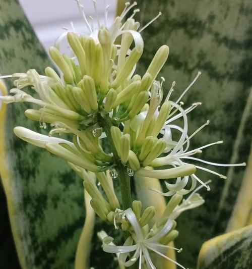 虎皮兰的花语有哪些独特之处？