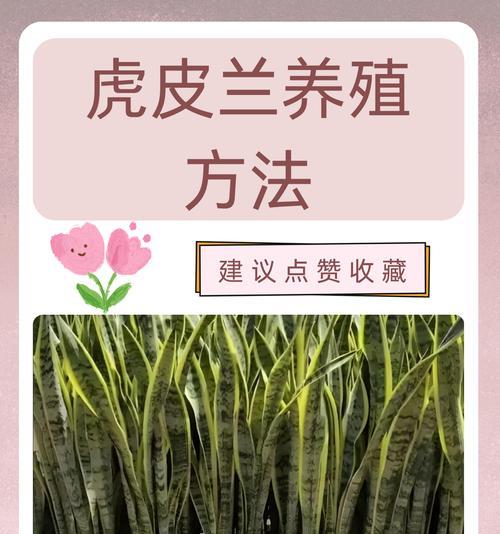 虎皮兰的花语有哪些独特之处？