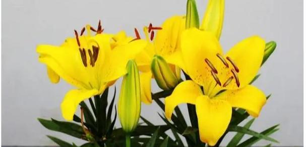 黄百合代表什么情感？花语中隐藏的含义是什么？