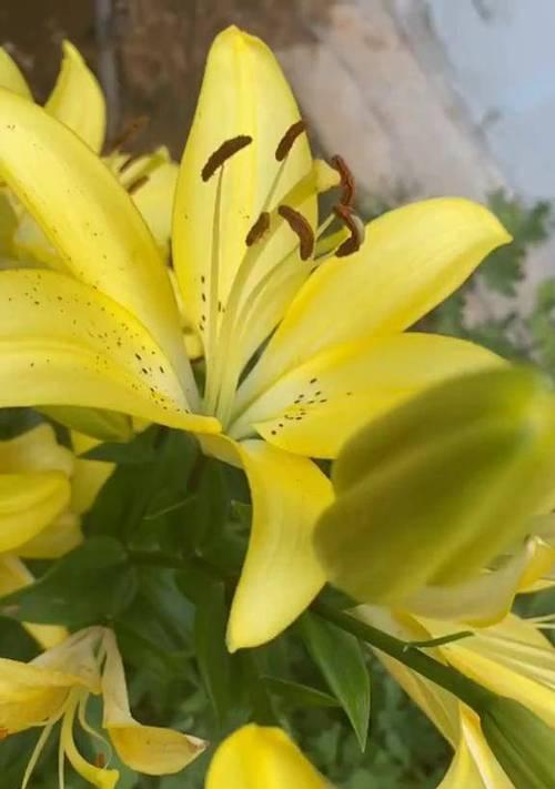 黄百合代表什么情感？花语中隐藏的含义是什么？