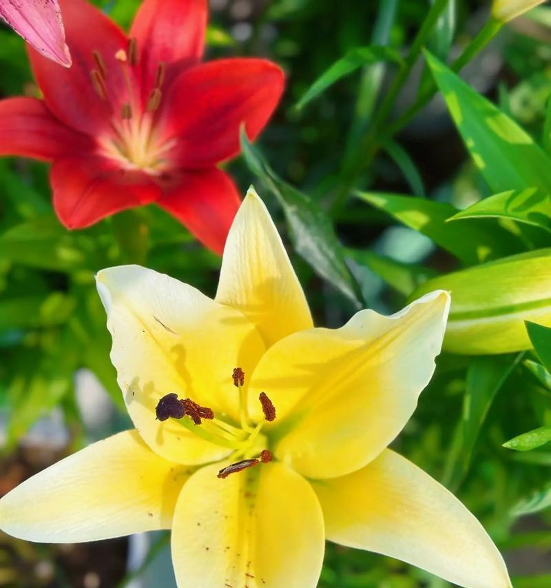 黄百合代表什么情感？花语中隐藏的含义是什么？