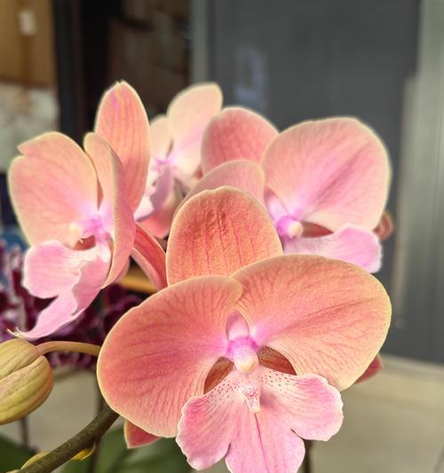 蝴蝶兰的花语是什么？它象征着怎样的情感？