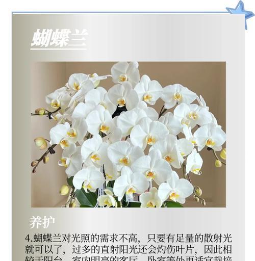 蝴蝶兰的花语是什么？它象征着怎样的情感？