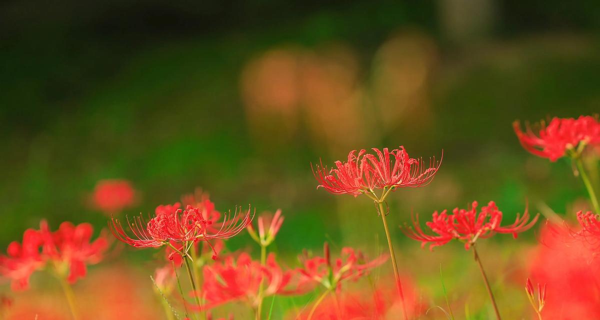 花语名园的含义是什么？花语名园代表了什么？