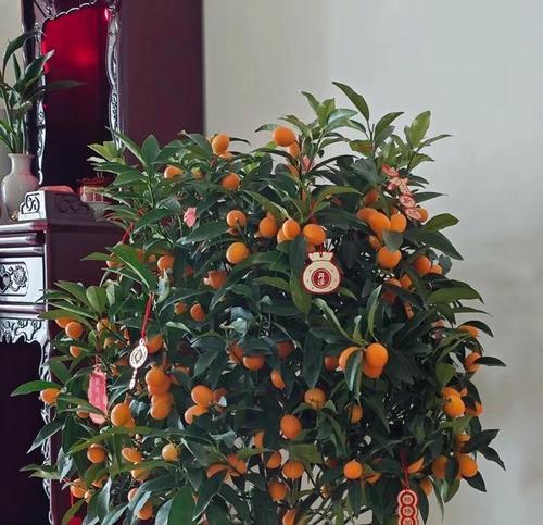 高升和发财是什么花的花语？哪种花象征着成功与财富？