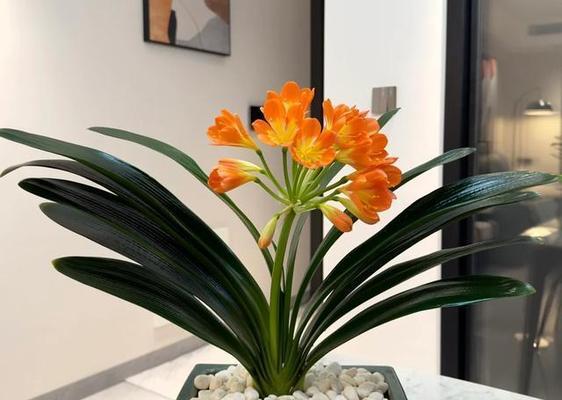 高升和发财是什么花的花语？哪种花象征着成功与财富？
