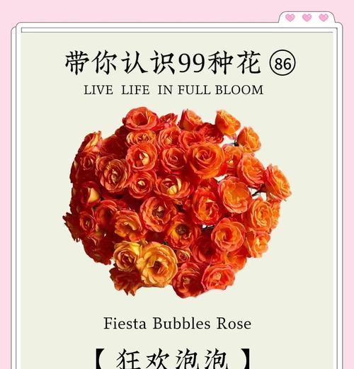 高升和发财是什么花的花语？哪种花象征着成功与财富？