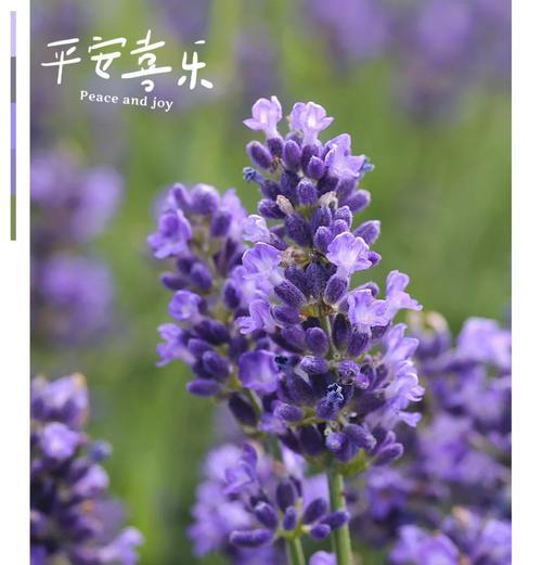 简述薰衣草花语和寓意是什么？薰衣草的花语和寓意有何特别之处？