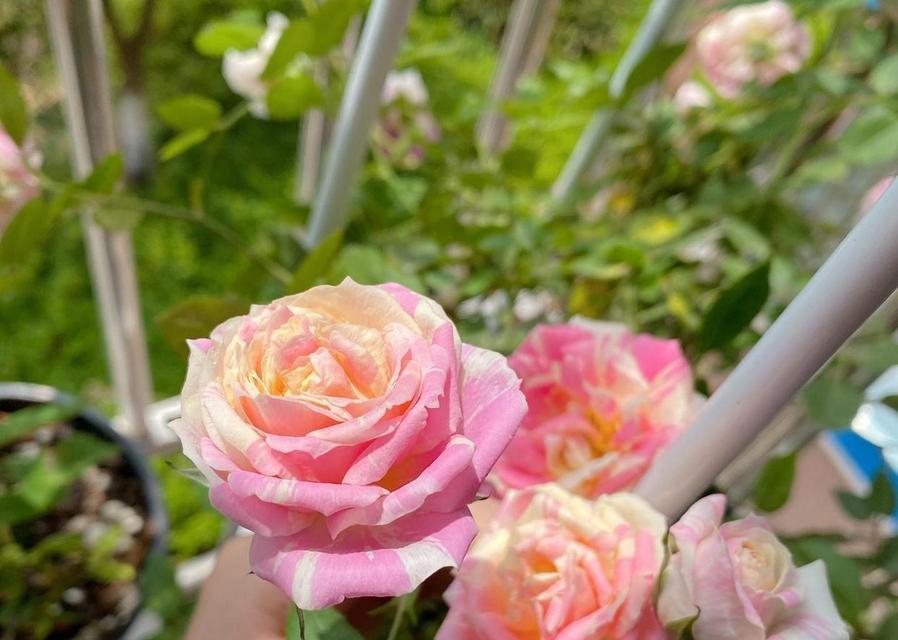 月季香味的花语有何含义？它在香气中隐藏了什么信息？