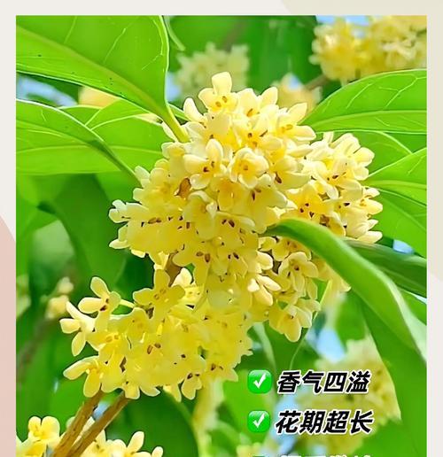 月季香味的花语有何含义？它在香气中隐藏了什么信息？