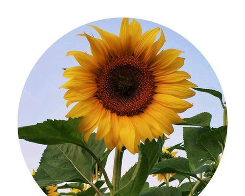 彩虹烟花的花语是什么？彩虹烟花在花语中象征着什么？