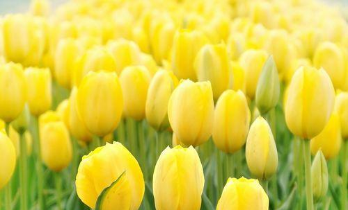 彩虹烟花的花语是什么？彩虹烟花在花语中象征着什么？