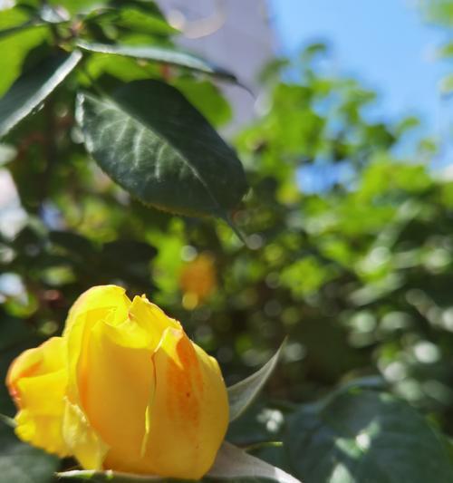 海里的玫瑰是什么花语？花语重新定义是什么意思？