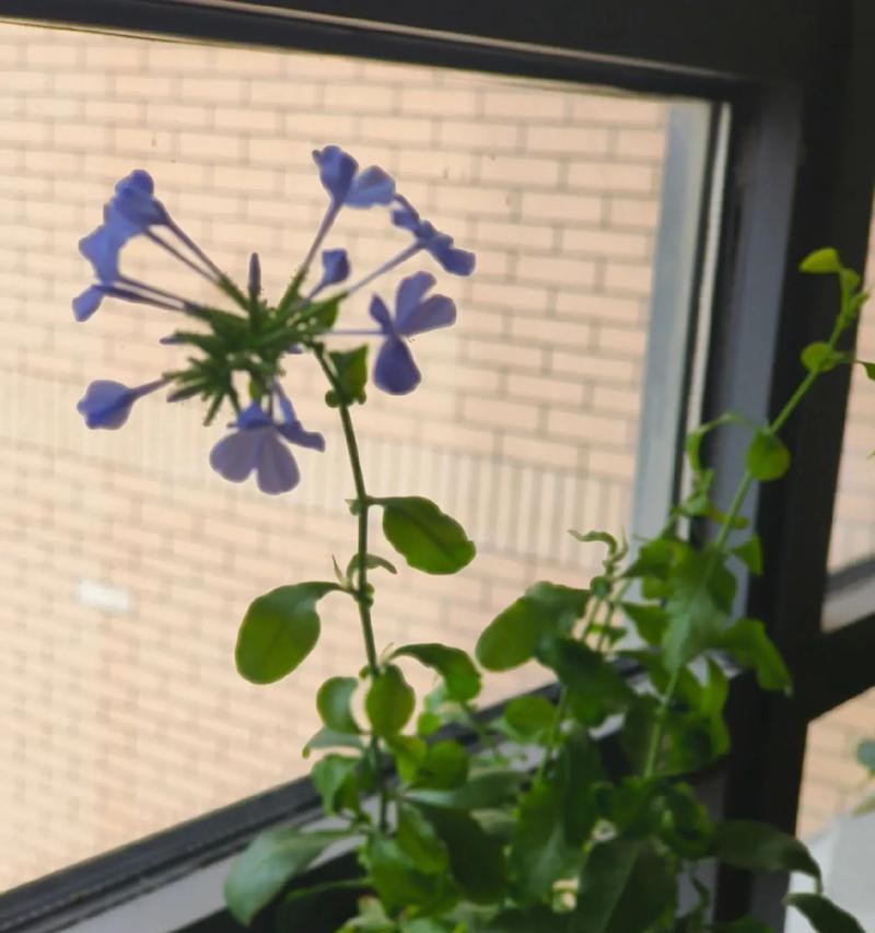 祁煜代表花花语是什么？祁煜代表花的花语有哪些含义？