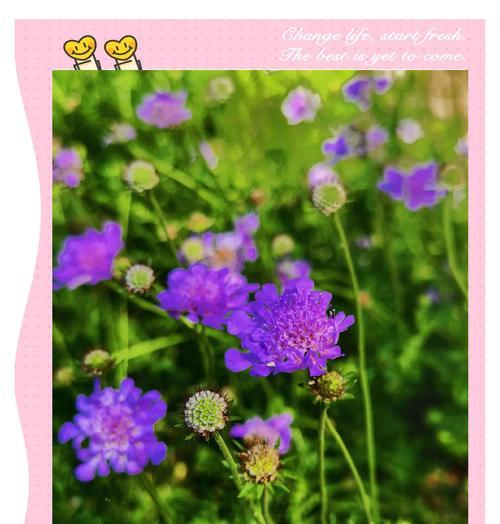 蓝盆的花语具体表达什么？