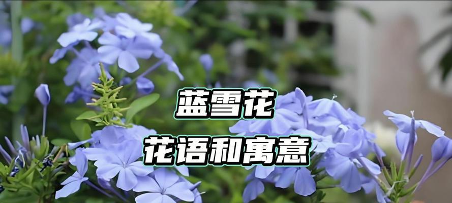 蓝盆的花语具体表达什么？