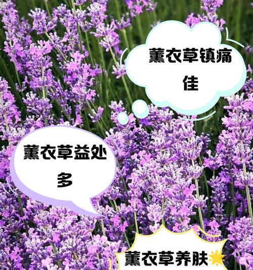 薰衣草花语与数字947有何关联？