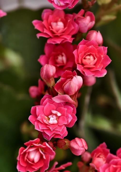 长寿花的花语是什么？表情包中如何表达？